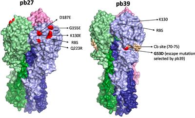 Fc-Mediated Functions of Porcine IgG Subclasses